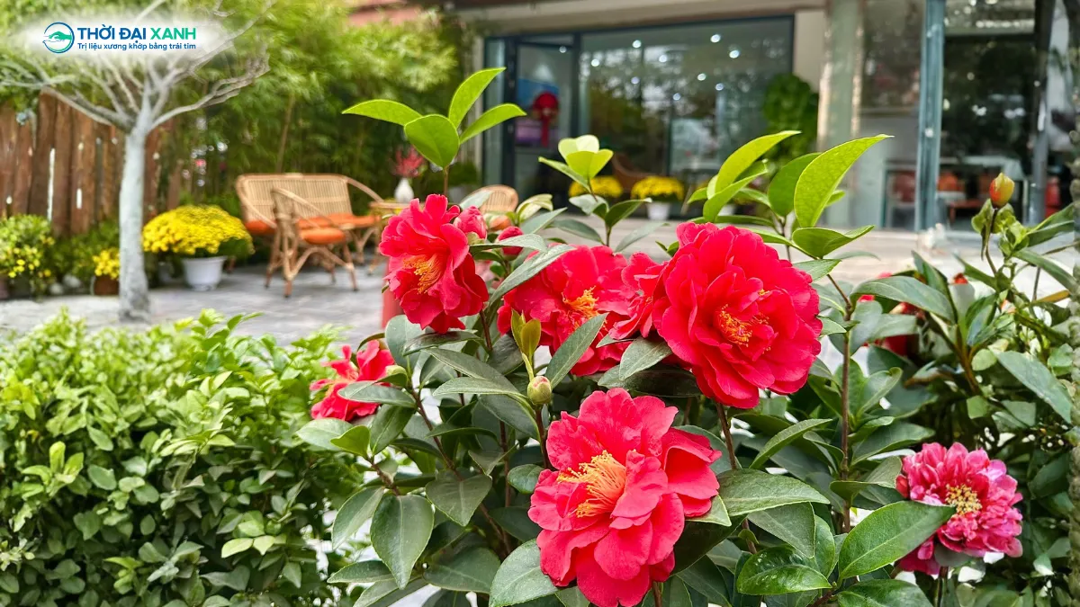 Hoa trà đỏ nở lặng lẽ quanh năm trước sân Trung tâm, như một lời chào ấm áp và bền bỉ của Thời Đại Xanh.
