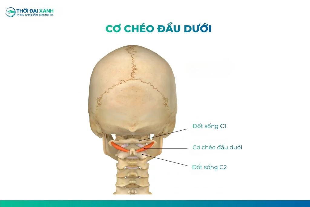 Cơ chéo đầu dưới là một trong bốn cơ dưới chẩm, đi từ mỏm gai đốt sống C2 đến mỏm ngang C1. Đây là cơ giữ vai trò quan trọng nhất trong động tác xoay đầu cùng bên và ổn định khớp đội - trục (C1-C2).